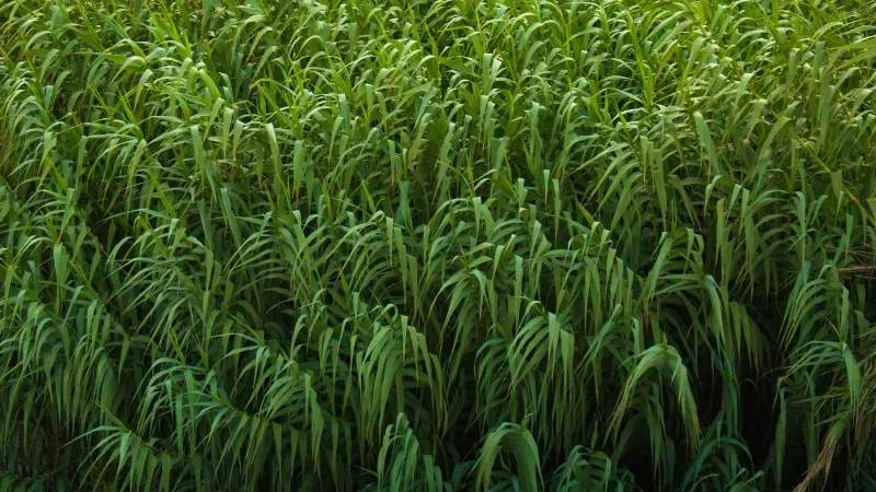 Highland Forage Co. 11