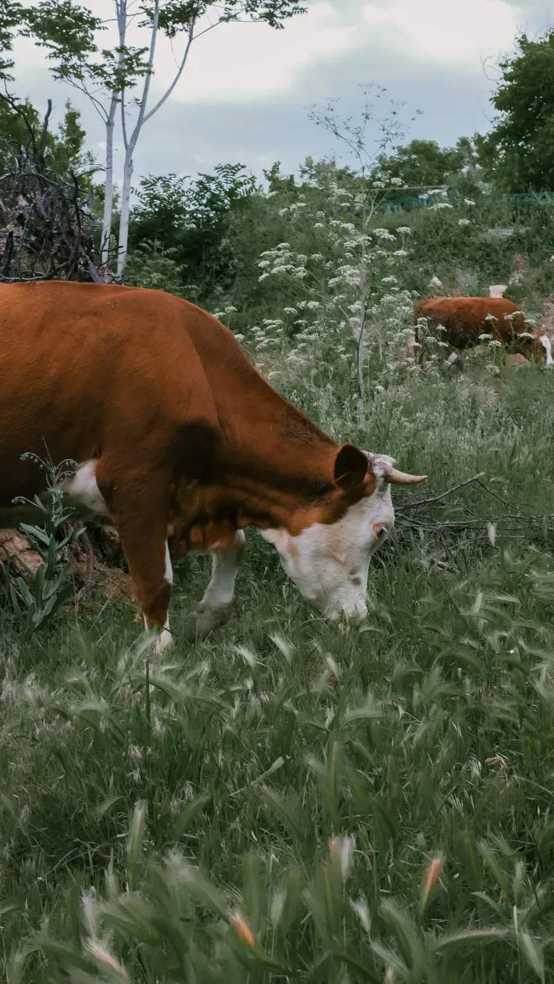 Highland Forage Co. 4