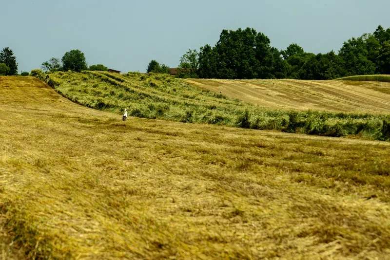 Highland Forage Co. 6