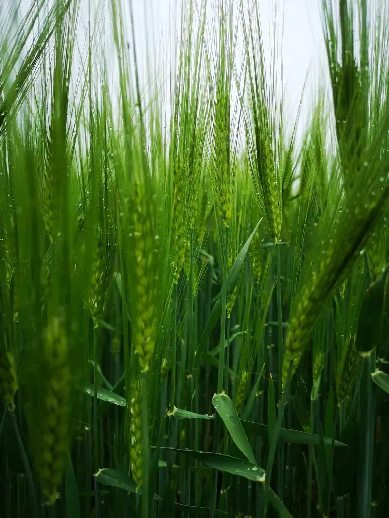 Forage-to-table cooking demonstrations